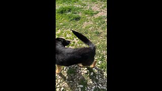 Dog Training - “ Back Command “