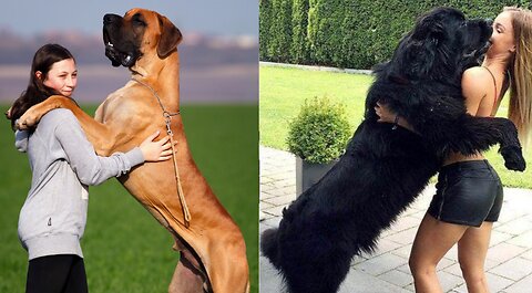 Biggest dog breeds in the world