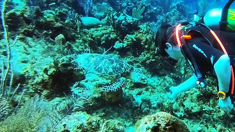 Scuba Diver Has Incredible Moment With Two Critically Endangered Sea Turtles
