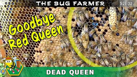 Seek and Destroy - Full inspection of the RED hive. Time to pinch the queen!