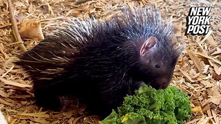 Baby porcupine 'quill' melt your heart