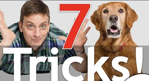 7 Dog Tricks in 5 Minutes!