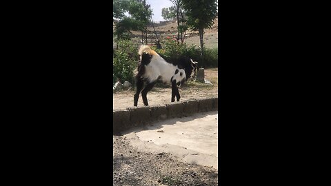 Beautiful Beetal Goat || Cattle Enthusiast