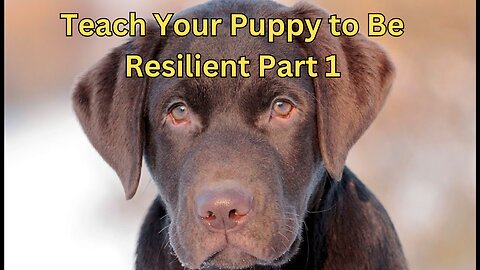 Teach Your Puppy to Be Resilient Part 1 | Dog Training
