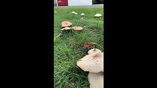 Foraging, Wild Mushrooms 🍄