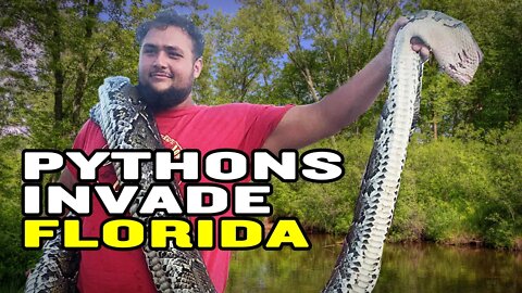 Florida Is Full of Giant Snakes, and People Are Hunting Them