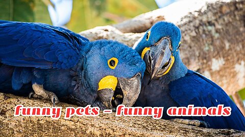 Funny Pets Funny Animals