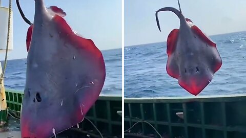 Release of giant devil fish