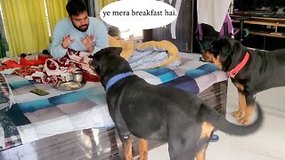 Morning breakfast with my loving pets .