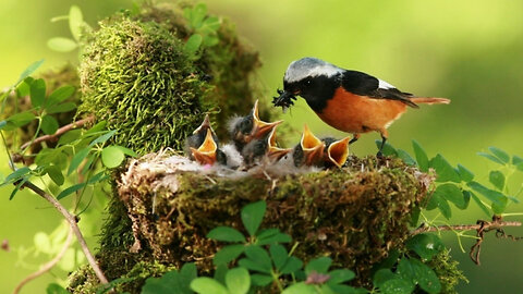 The complete story from building the nest to chicks fledging