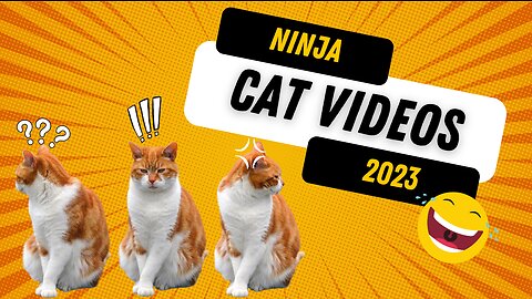 Funny Cat VIDEOS Ninja Cat