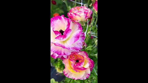 beautiful flowers film
