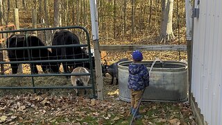 Farm Hand #homestead #farm #work #kids Chamberlin Family Farms “Naturally Good”