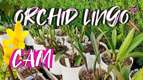 What are CAM Orchids? What is CAM? Why do orchids have CAM? How does CAM work? #ninjaorchids