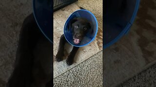 PUPPY LOVES HIS CONE!! #dog #trending #shorts