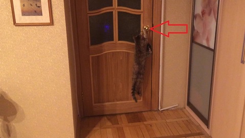 Smart elderly cat flawlessly opens door