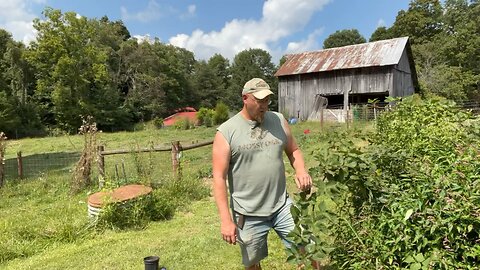 Propagate Your Blackberries #ChamberlinFamilyFarms #Propagate #blackberries #garden