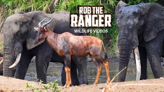 Elephants, Tsessebe, Bull With One Massive Tusk | Kruger National Park