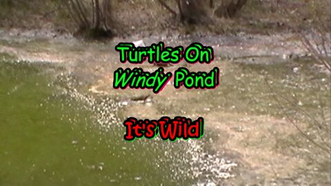 Turtles On Windy Pond