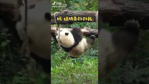 Cute baby panda playing #Panda #Real panda bear #cute panda