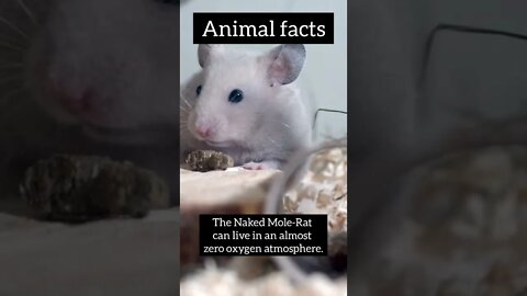 Interesting Animals facts #shorts #science