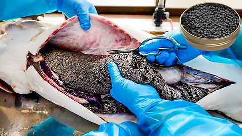 How Caviar Is Made - Sturgeon Caviar Farm - Food Factory