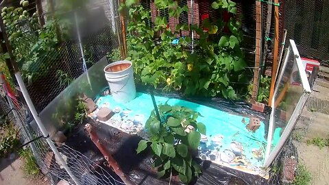 update on my tiny garden