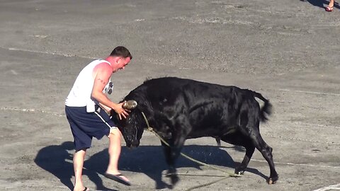 Best Funny Vídeos With Bulls - Clip 9/2015 - Terceira Island Bullfights - Azores
