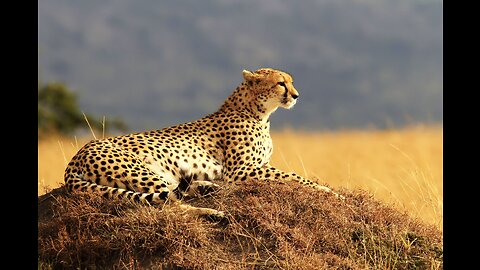 A Cheetah's Lightning-fast Hunt | Wild Animal Kingdom Adventure!