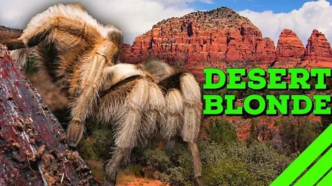 Desert Blonde Tarantula Aphonopelma chalcodes #shorts