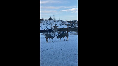 Wyoming Mule Deer