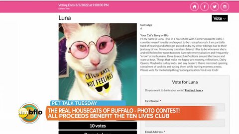 Real Housecats of Buffalo Photo Contest