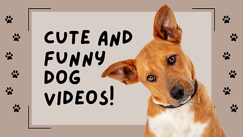 Cute and Fanny dog videos!