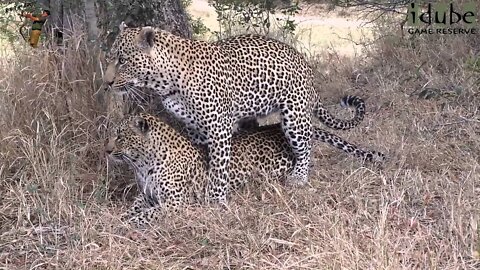 WILDlife: Leopards Pairing Under A Tree