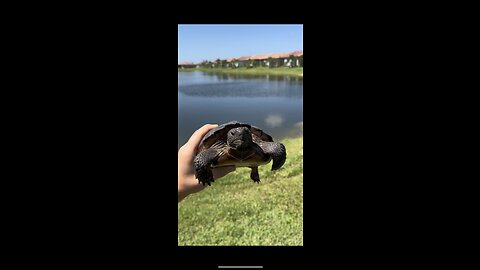 🤔Land or water turtle🐢?