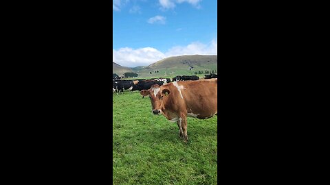 Fat Cows 🐄 in New Zealand 🇳🇿, Dairy Farming