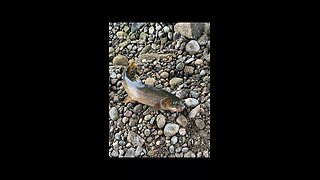 Fishing Palisades Dam swan valley Idaho rainbow trout brown Trout