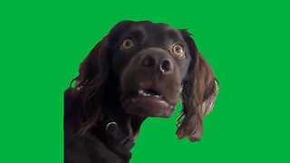 Black Dog Listening Meme Green Screen