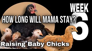 Raising Baby Chicks: Mama Hen vs Humans Week 6— How Long will Mama Stick with Her Babies?