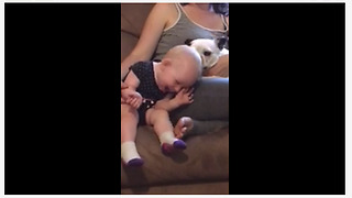 One-year-old loves kisses from Boston Terrier