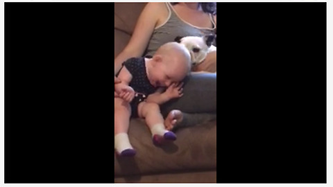 One-year-old loves kisses from Boston Terrier
