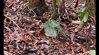 Timber Rattlesnake - Tray Mtn 2 - 11/27/22