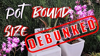 Orchids Like Small Pots | Orchids Love Being Pot Bound | Make THAT Make SENSE! #ninjaorchids