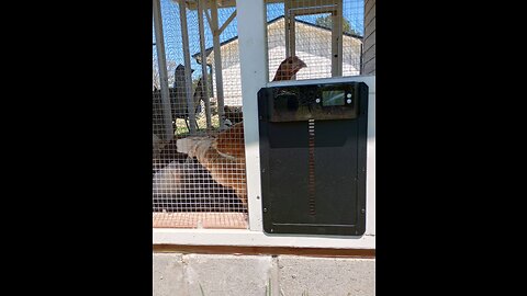 Automatic chicken coop door