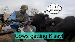 Cows Getting Kissy!