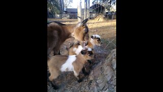 Baby Goats playing