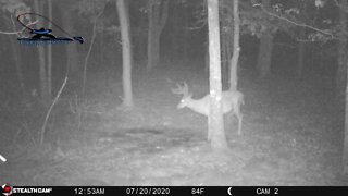 Whitetail 8 Point buck on trail camera