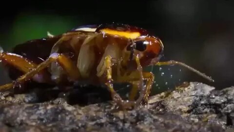 Velvet worm hunting a cockroach