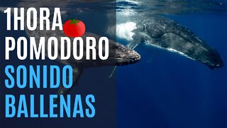 Mercarato - Estudia trabaja conmigo pomodoro 1 hora sonido ballenas