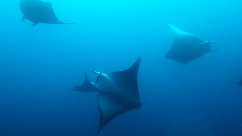 Scuba divers in complete awe after meeting school of manta rays